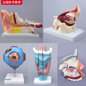 耳解剖模型